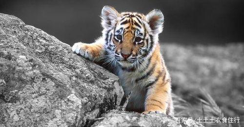 国产老虎小故事大全视频,森林守护者的传奇之旅